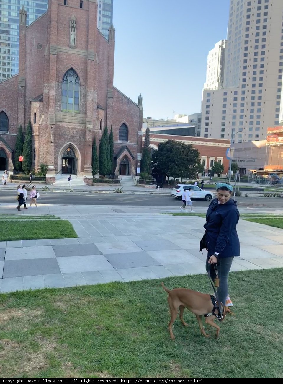 Walking with Fido in the City