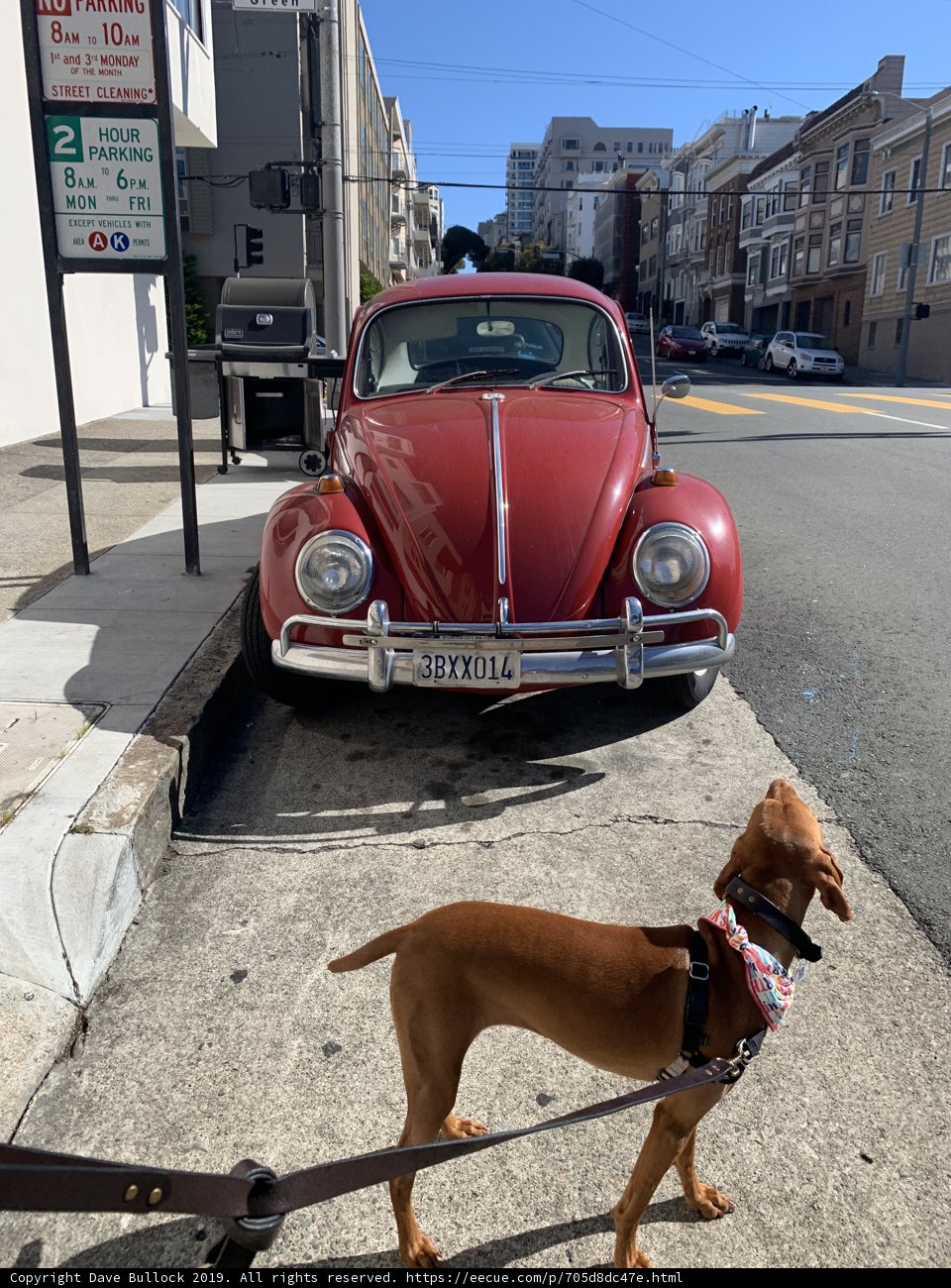 Leashed Ridgeback in the City