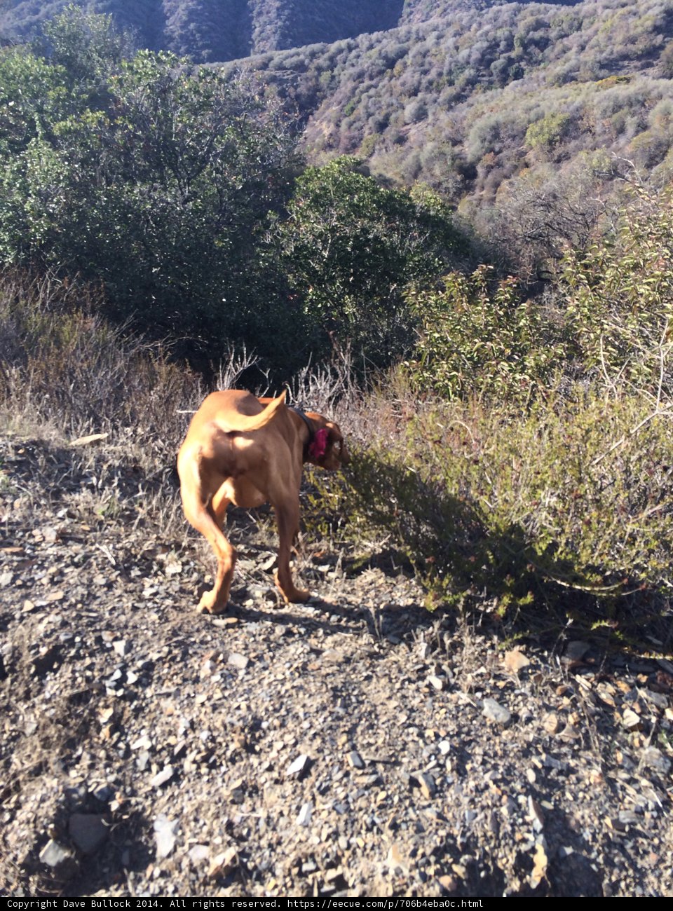Rocky Trail Pup