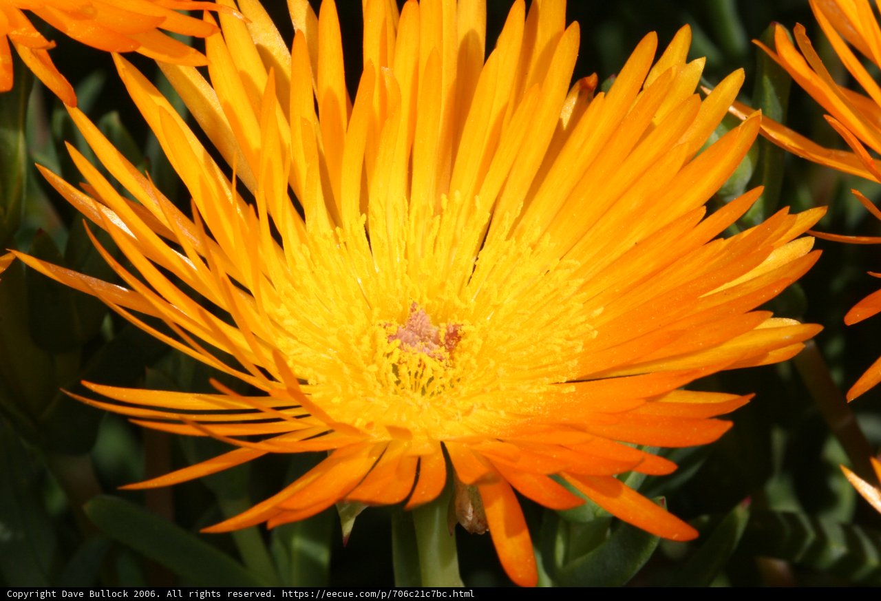 Bee on a Pollen-filled Daisy