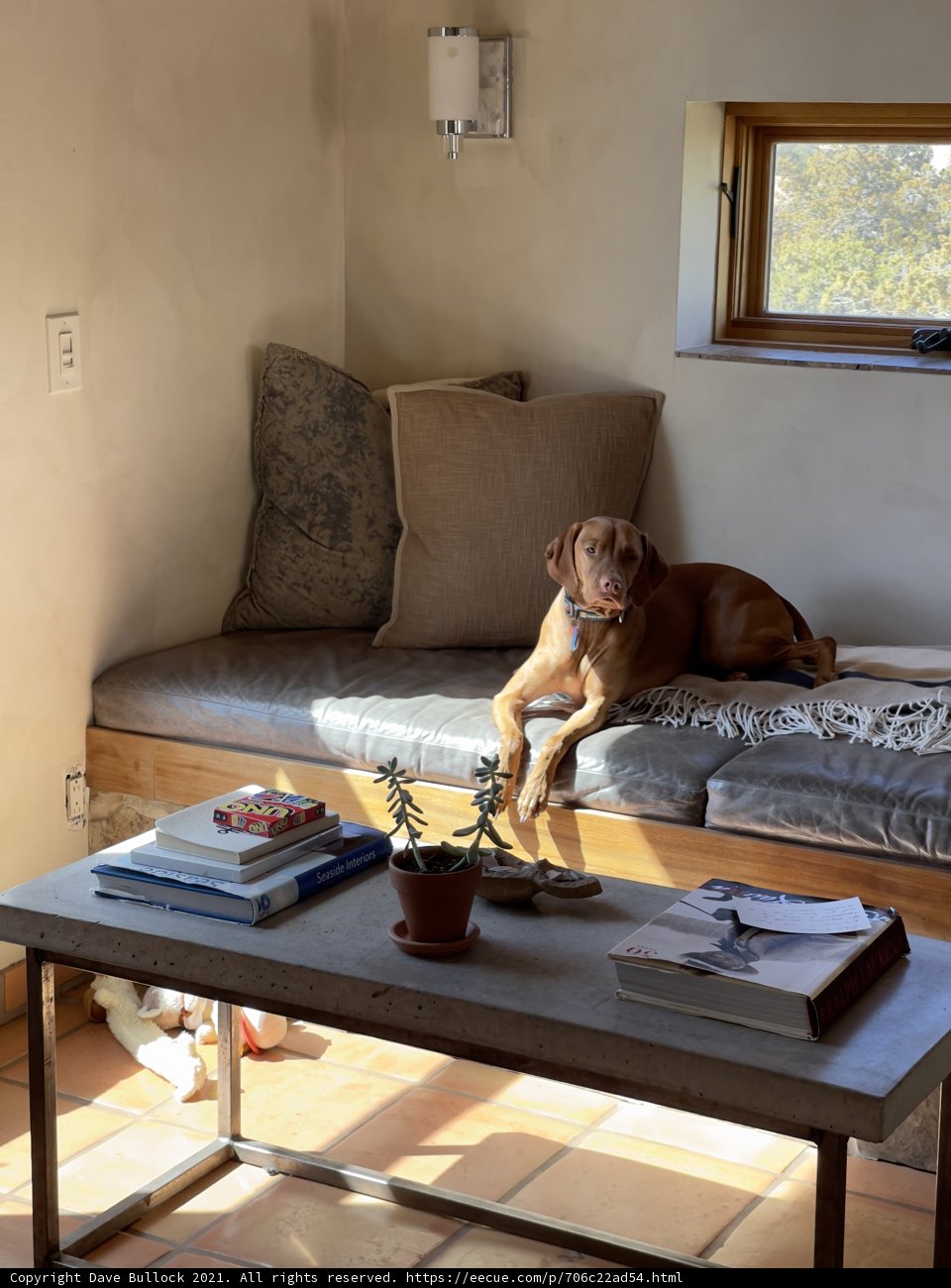 Cozy Canine on a Comfortable Couch