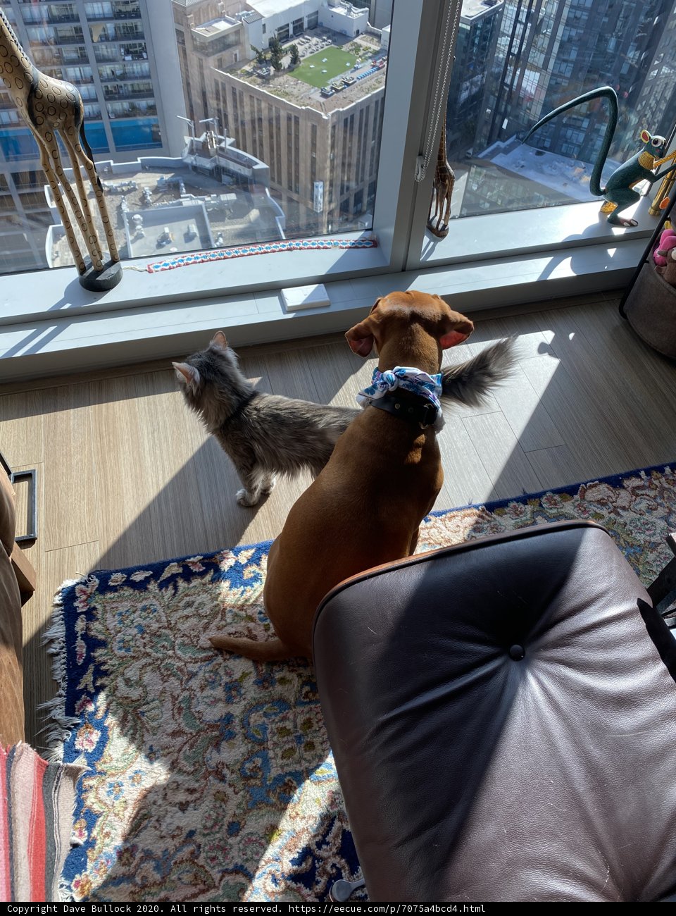 Furry Companions Enjoying the City View from the Couch