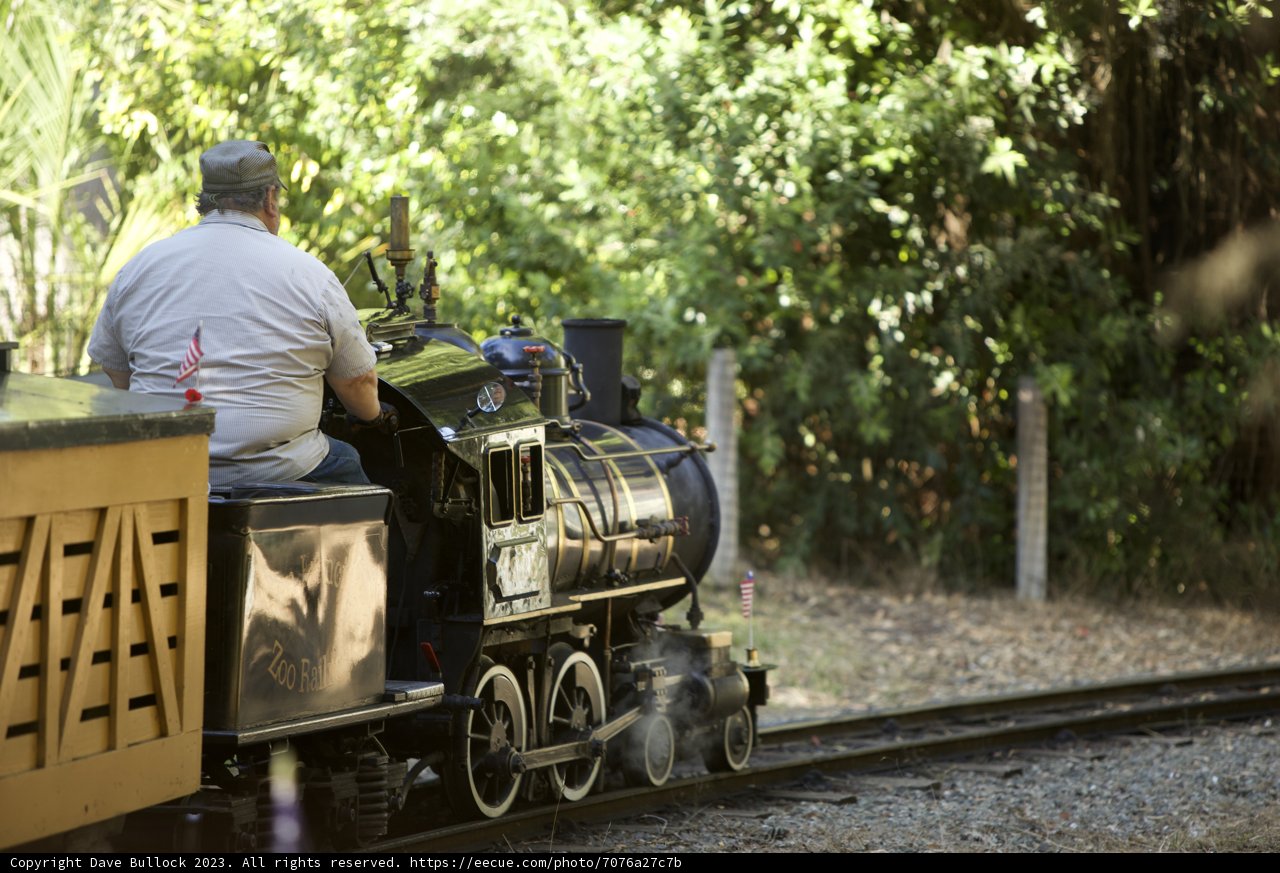 Whistle Through the Woods: A Locomotive Adventure