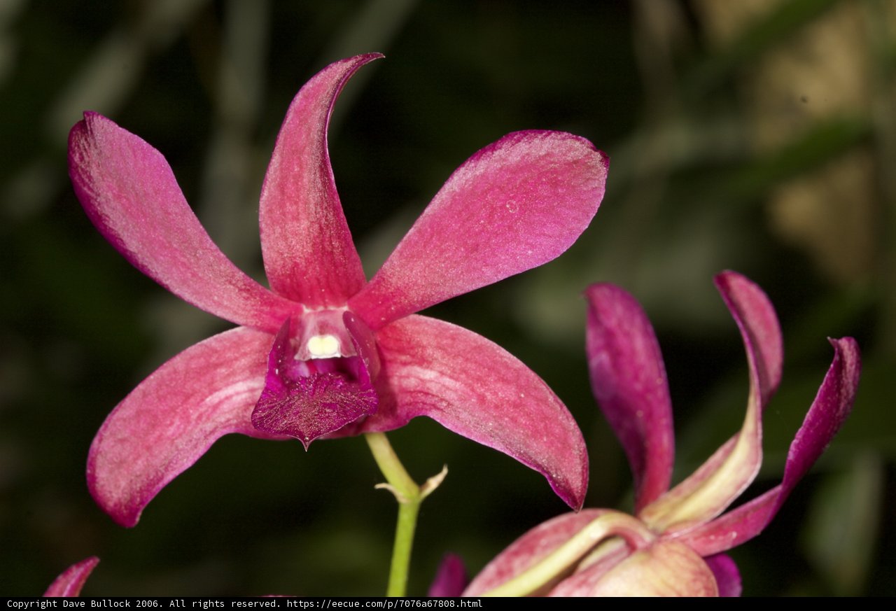 Pink Orchid Blooms in Fiji