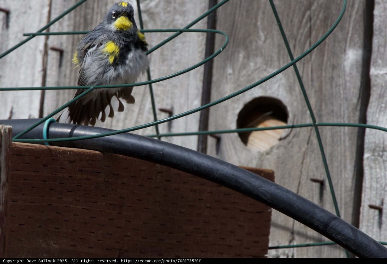 Feathered Perch