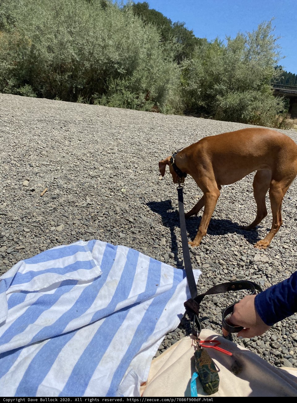 A Helping Paw at Monte Rio Beach