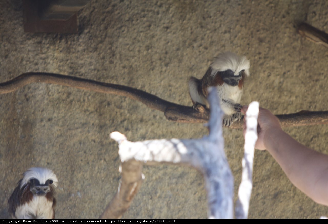 Monkey Business