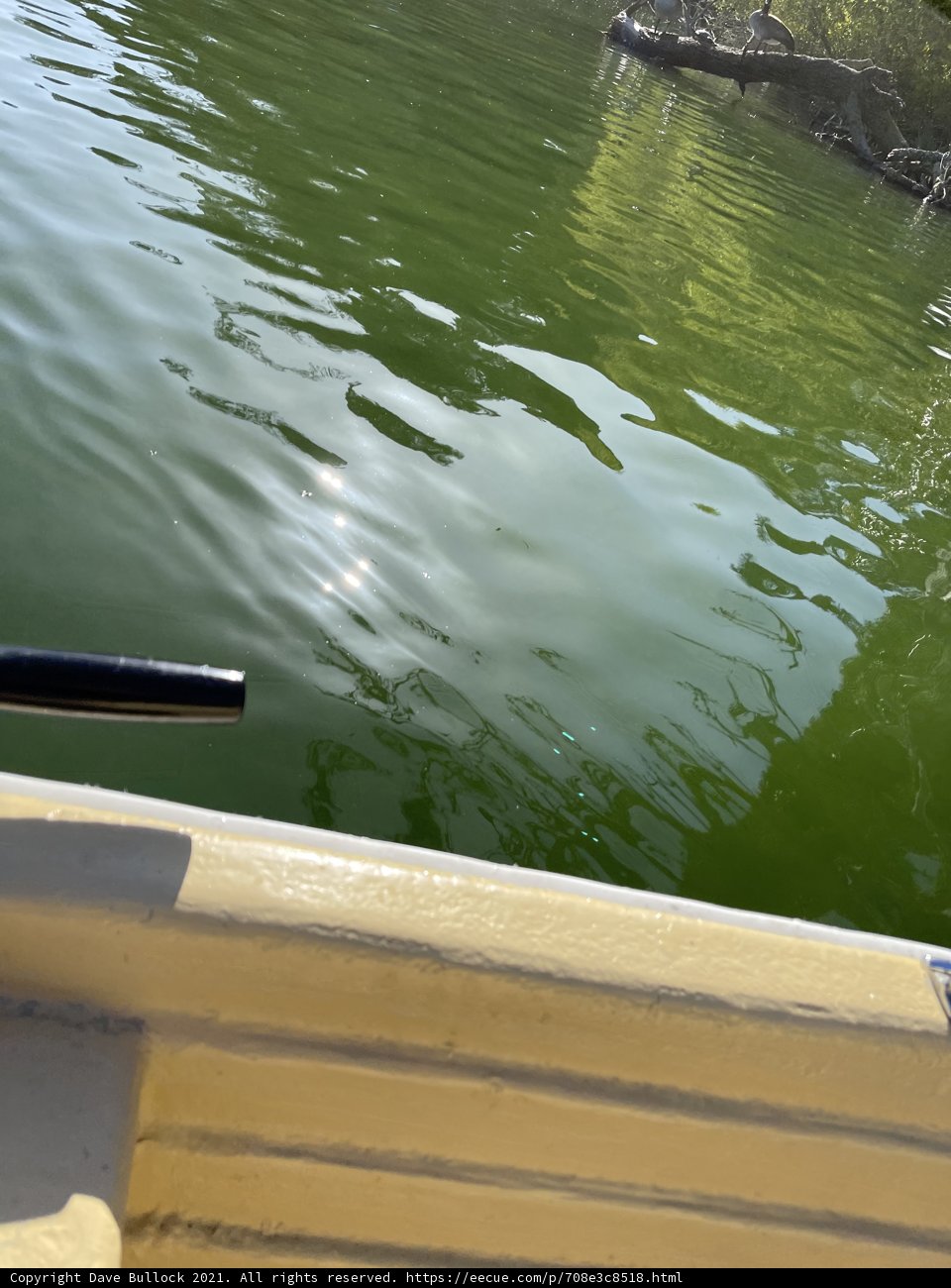Serene Sailing at Stow Lake