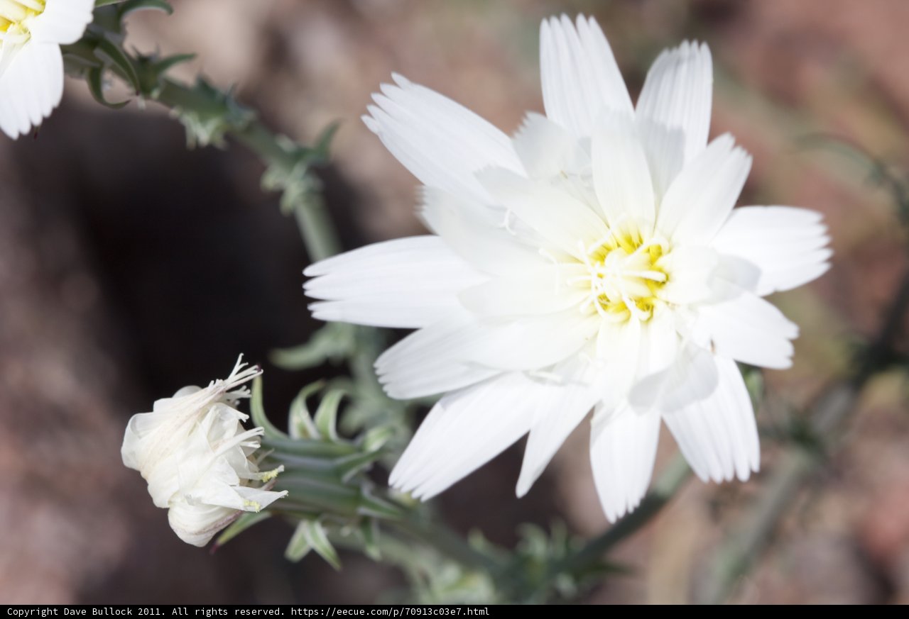 Oasis of Beauty