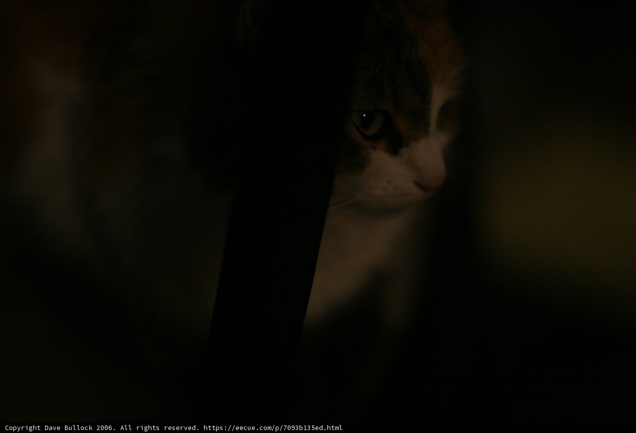 Inquisitive Kitten