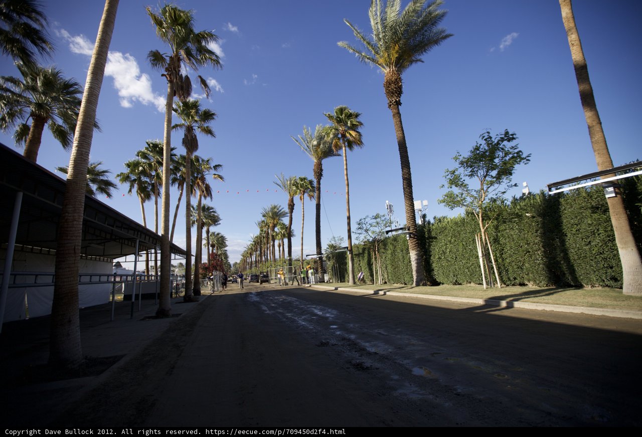 Palm tree-lined street