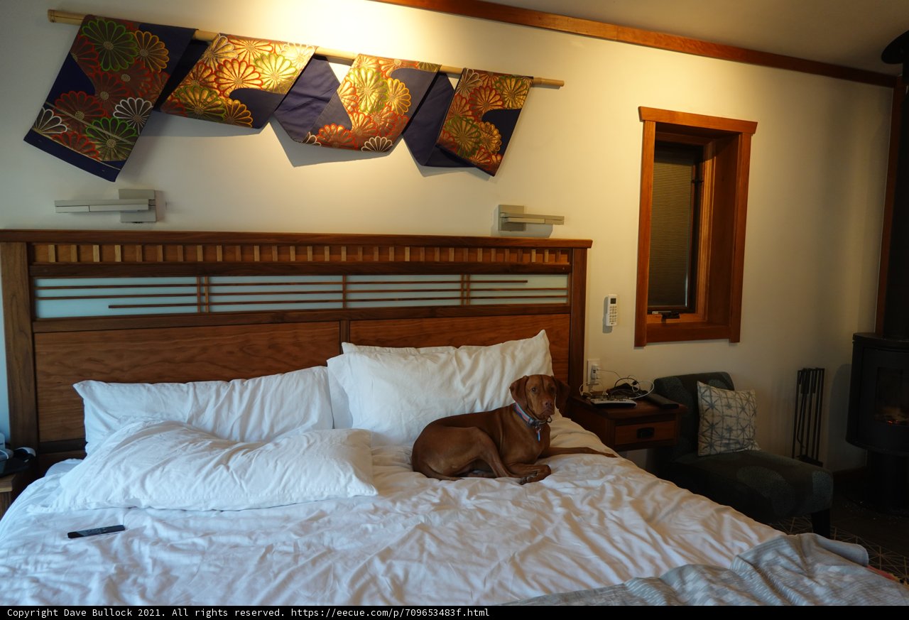 Restful Pup