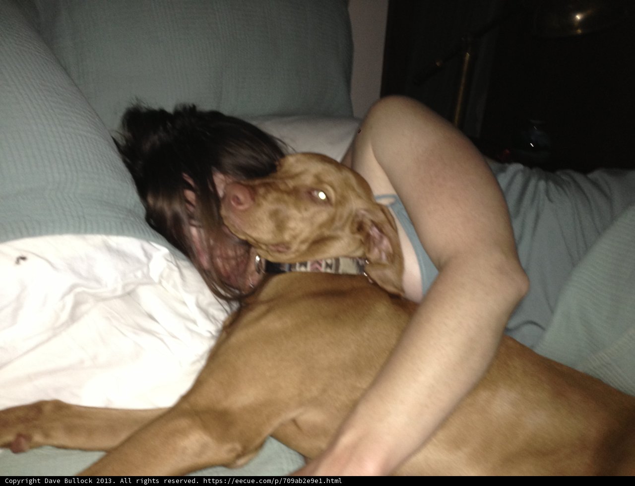 A Vizsla's Comfort