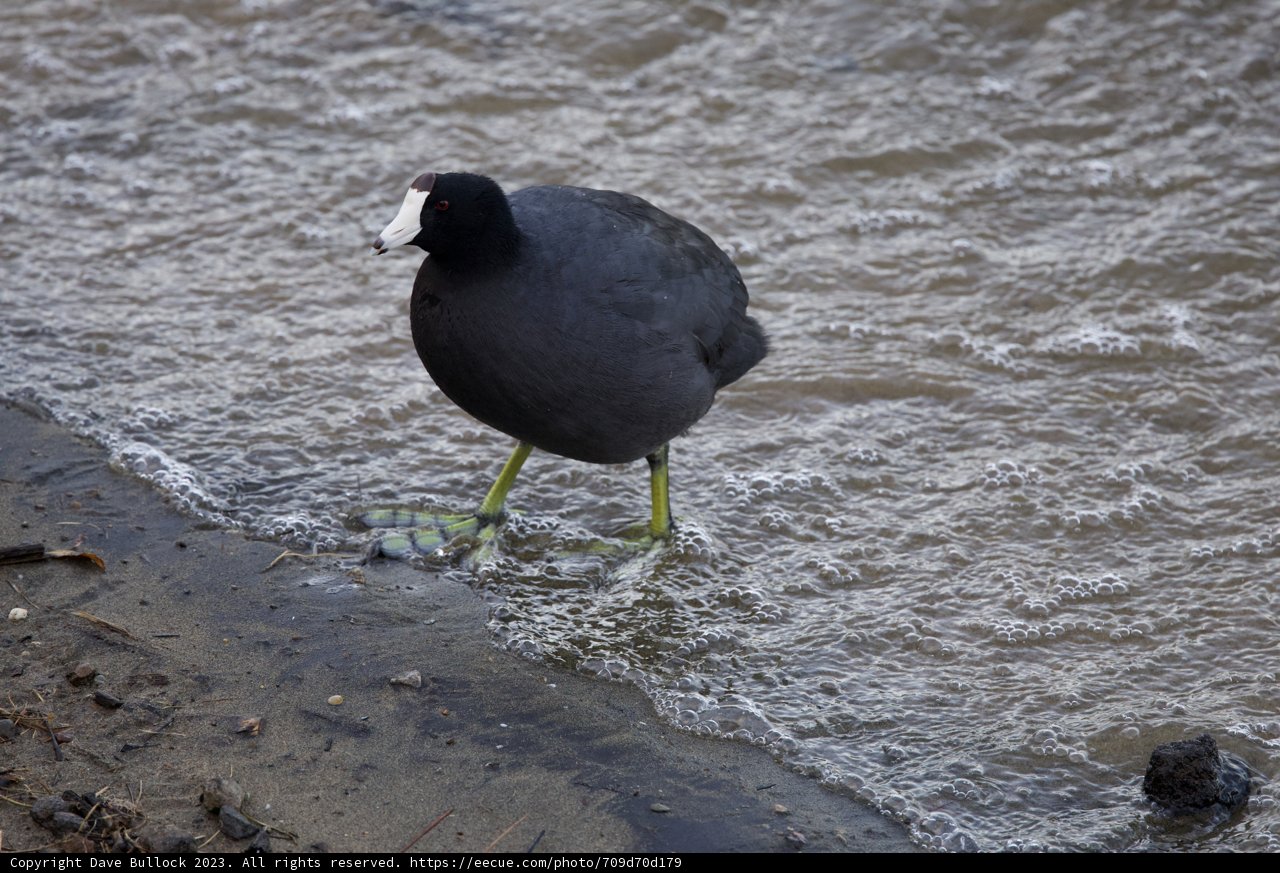 Solitary Waterside Sentinel: An American Coot at Lake Merced