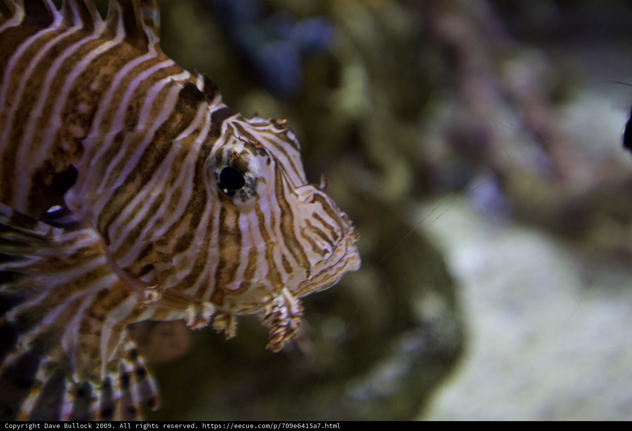 Majestic Lionfish Amongst Aquatic Friends