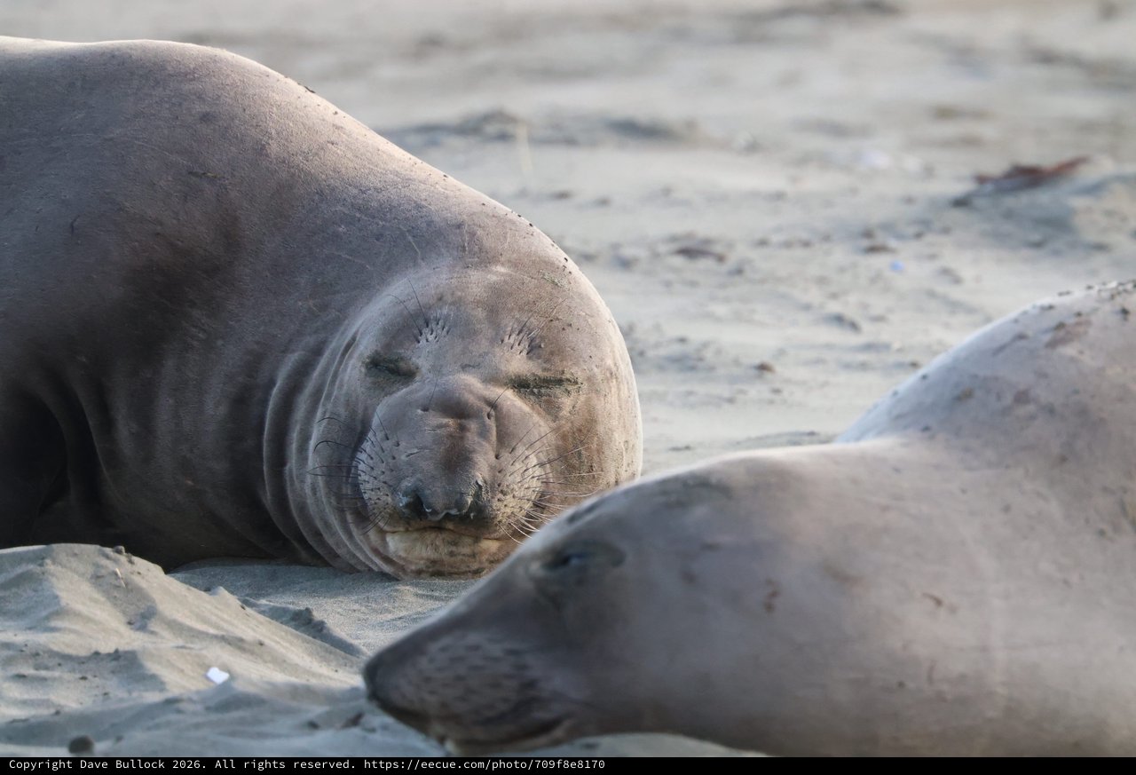 Elephant Seal Resting on Sandy Beach at Drakes Beach