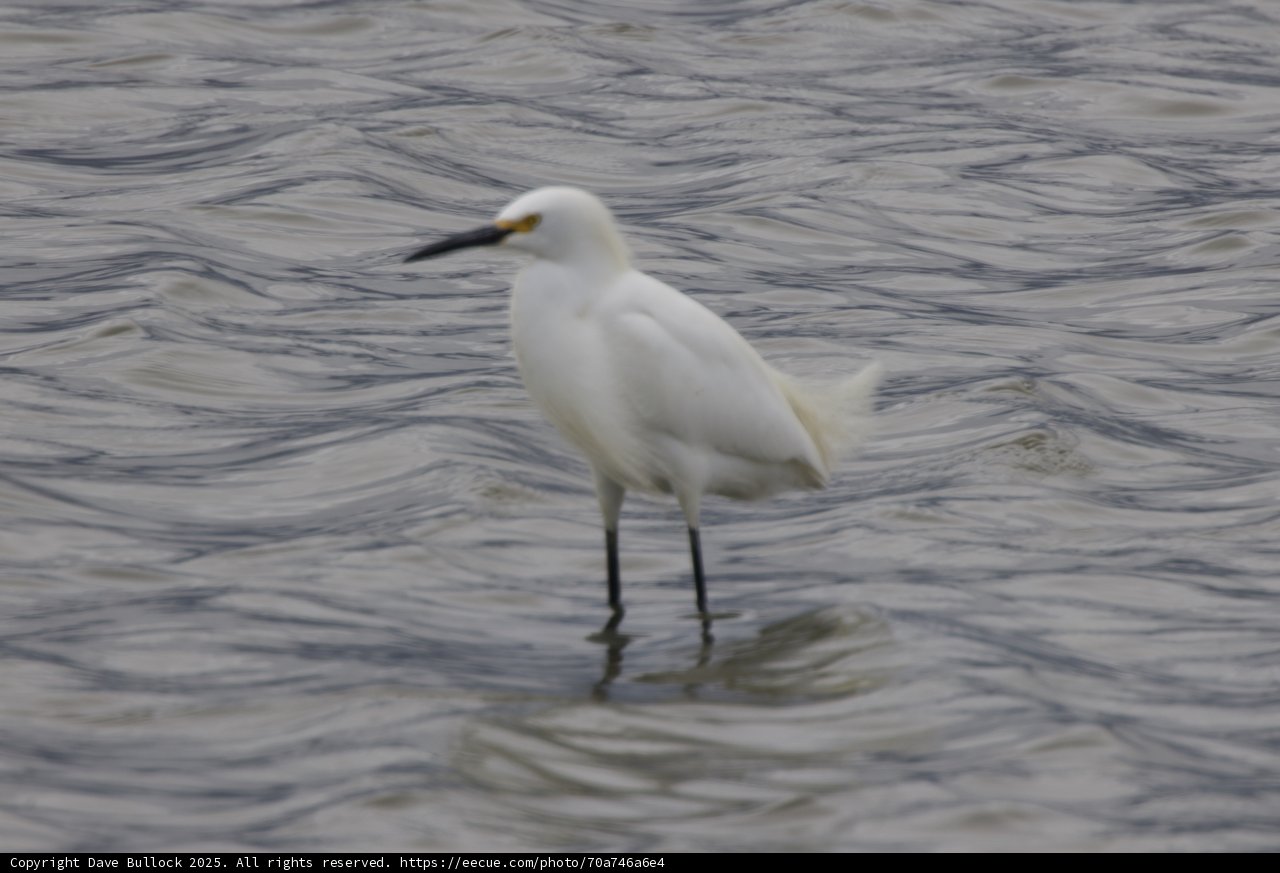 Majestic Egret at San Pablo Bay
