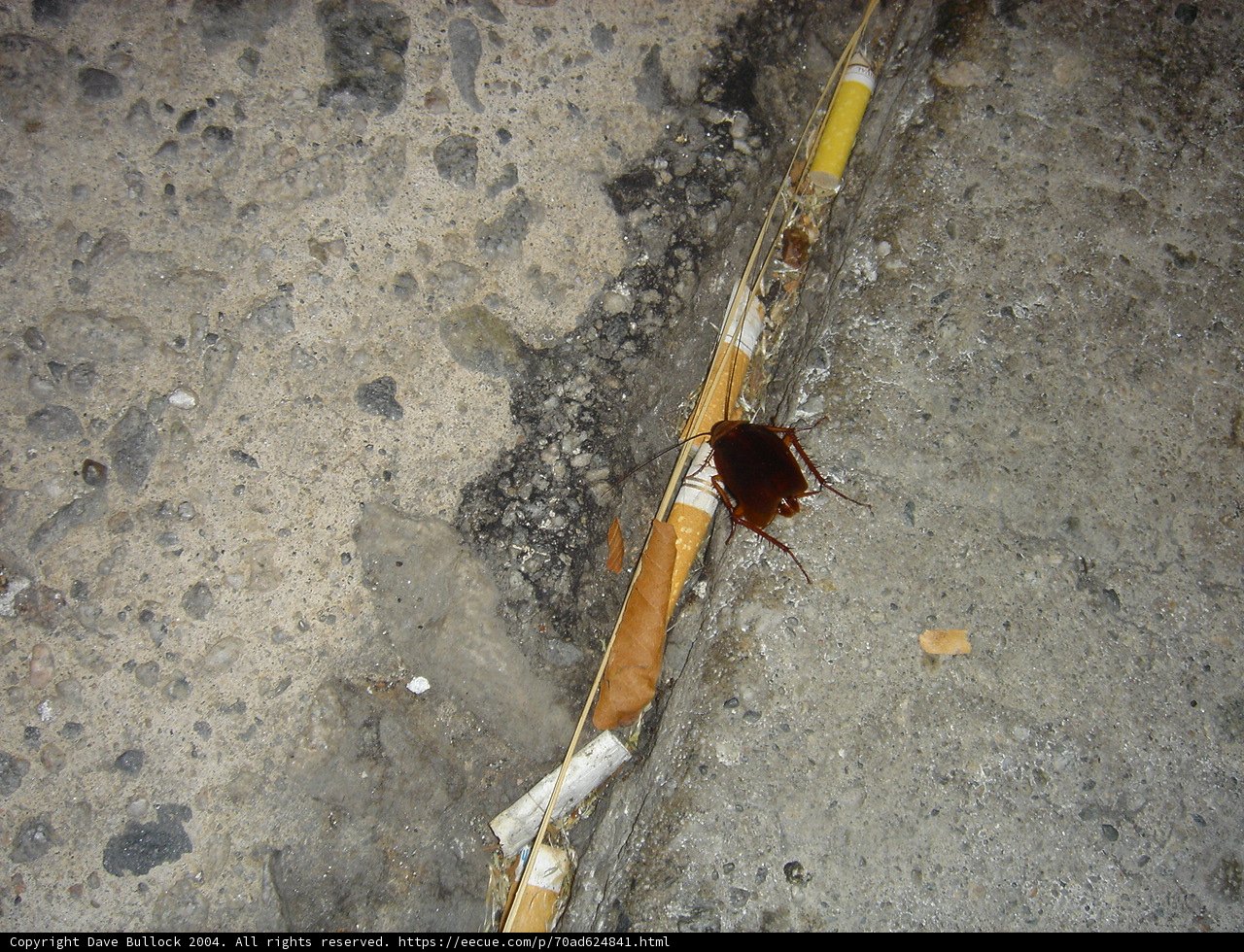 Creepy Crawler on a Stick