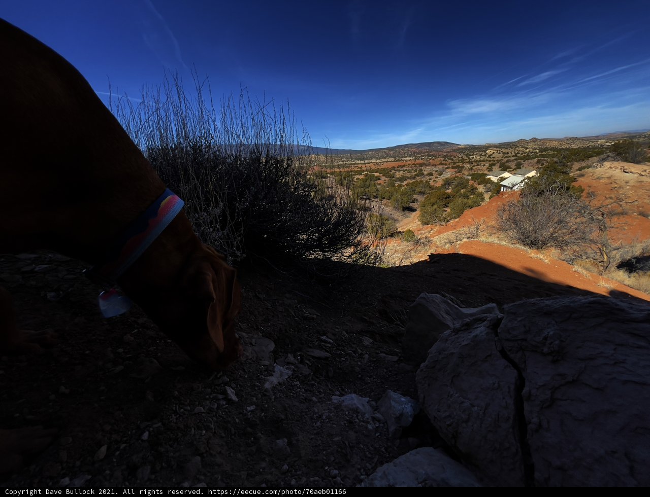 The Curious Pup on a Rocky Adventure