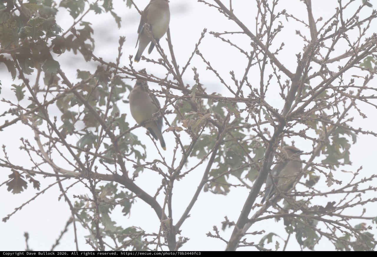 Cedar Waxwings Perched in Winter Tree Branches