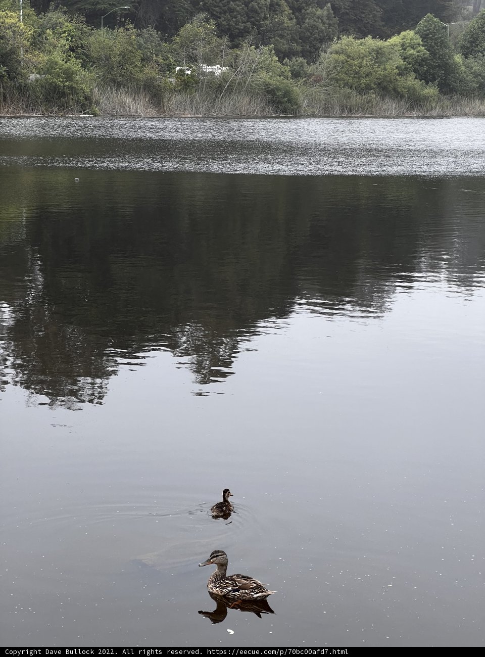 Ducks in Mountain Lake