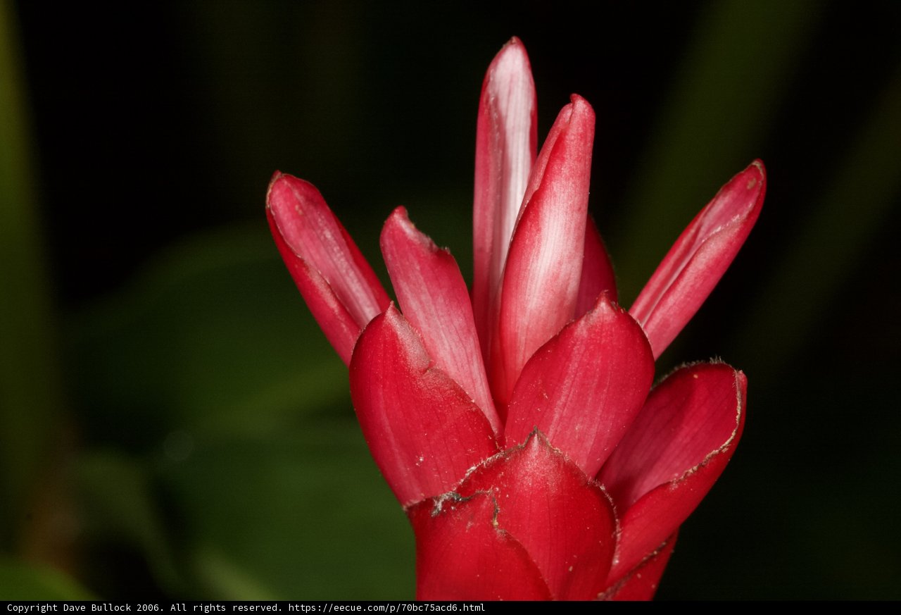 Scarlet Beauty