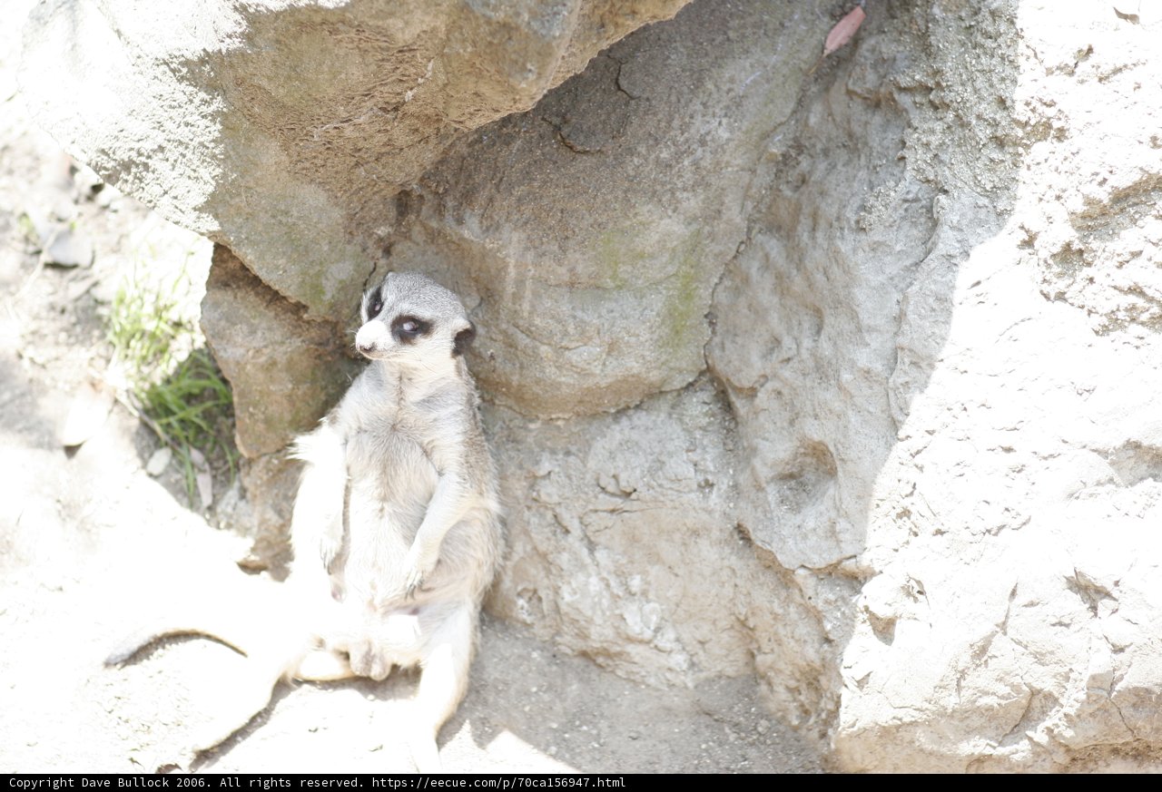 Meerkat Moment