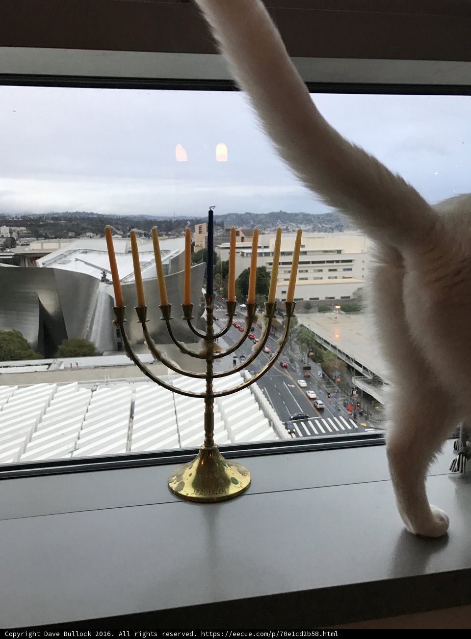 Feline Festivities