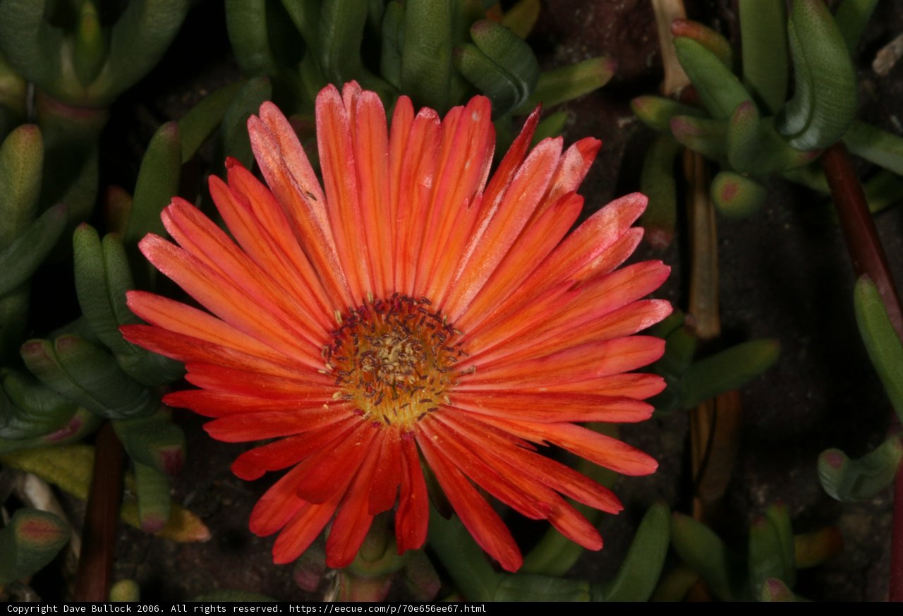 Lone Daisy