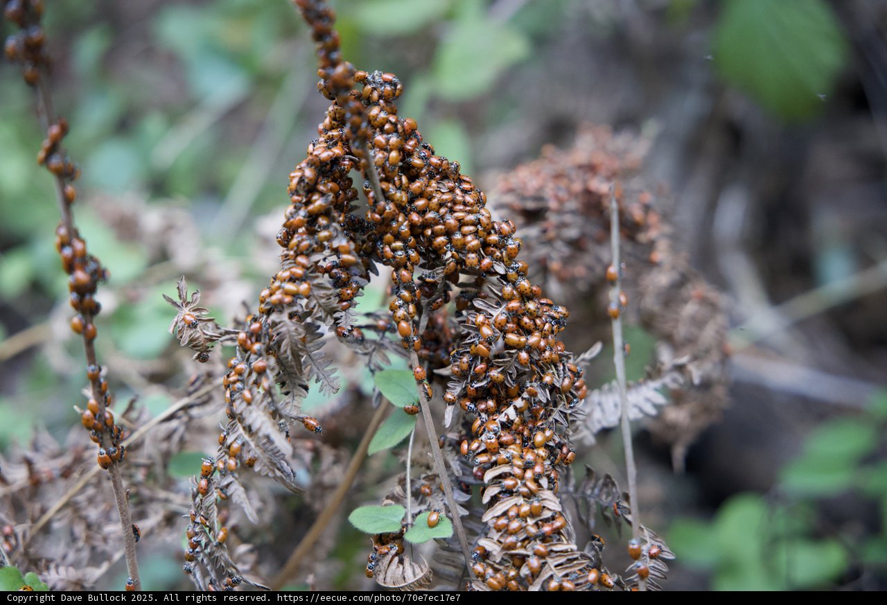 A Gathering of Ladybugs on Huckleberry Trail