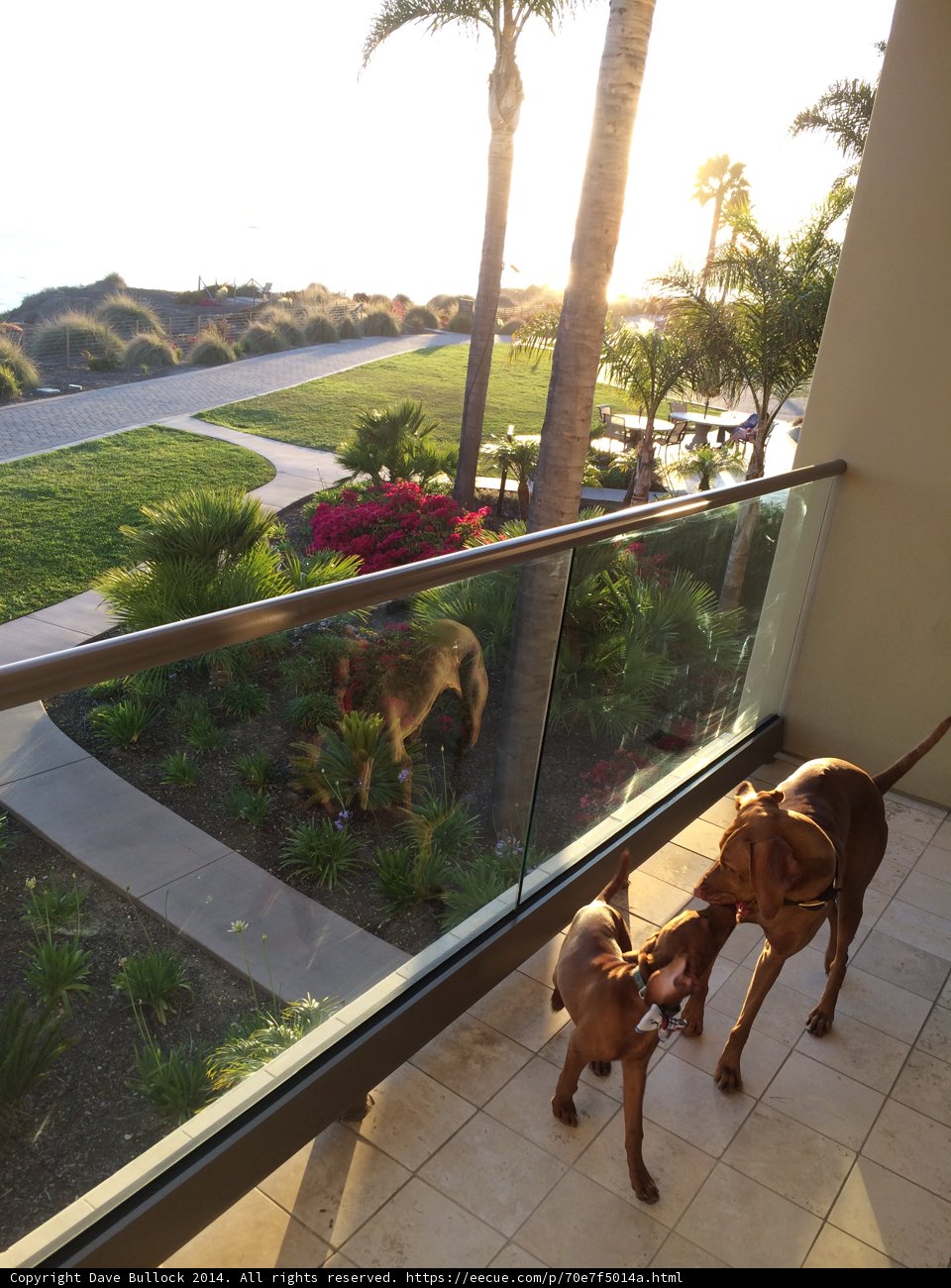 Four-legged Friends on a Balcony