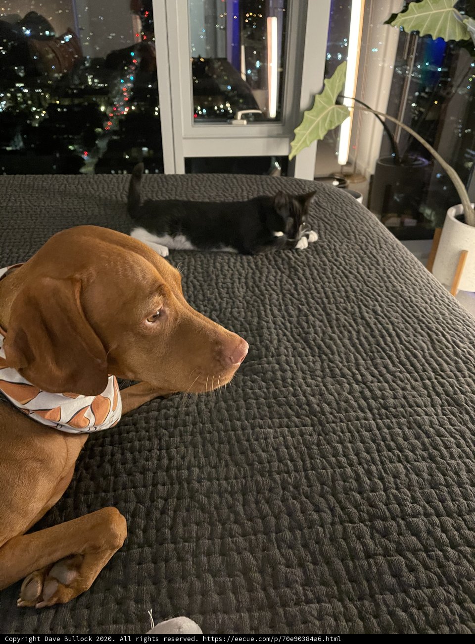 Holiday Cuddles