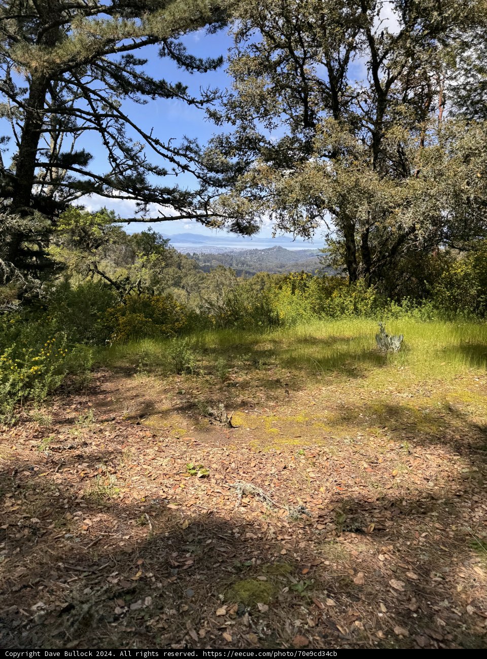Woodland Serenity in Tilden Park