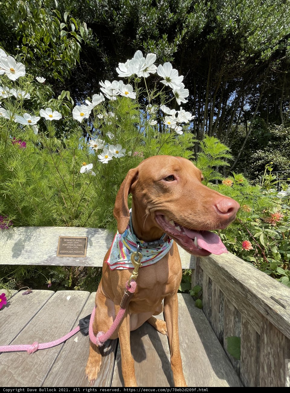 Herbal Hound