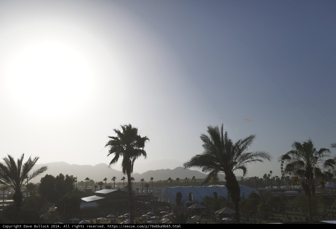 Palm Trees Basking in the Sunlight