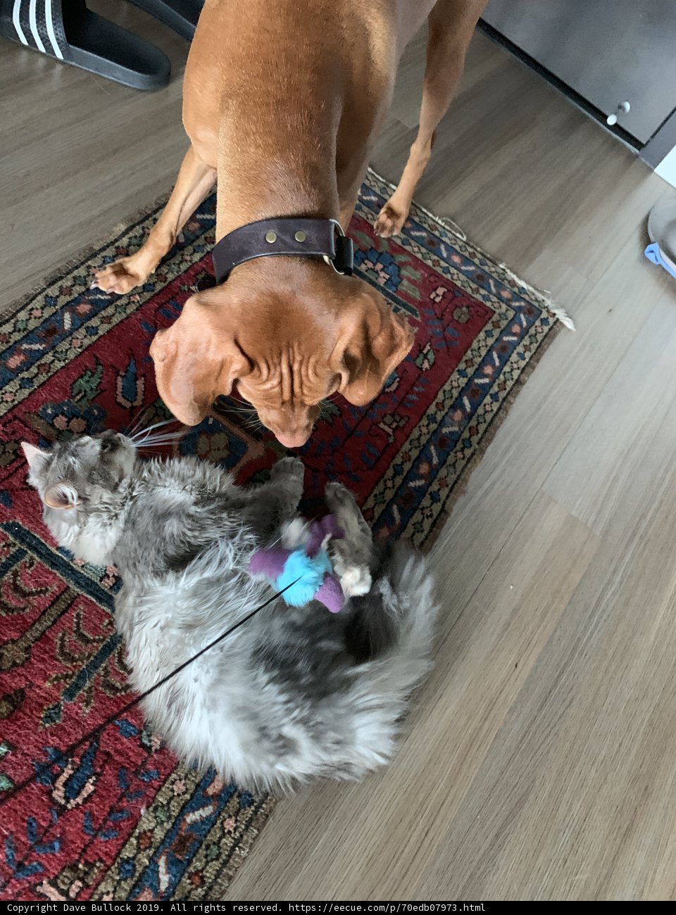Furry Friends on Hardwood Flooring