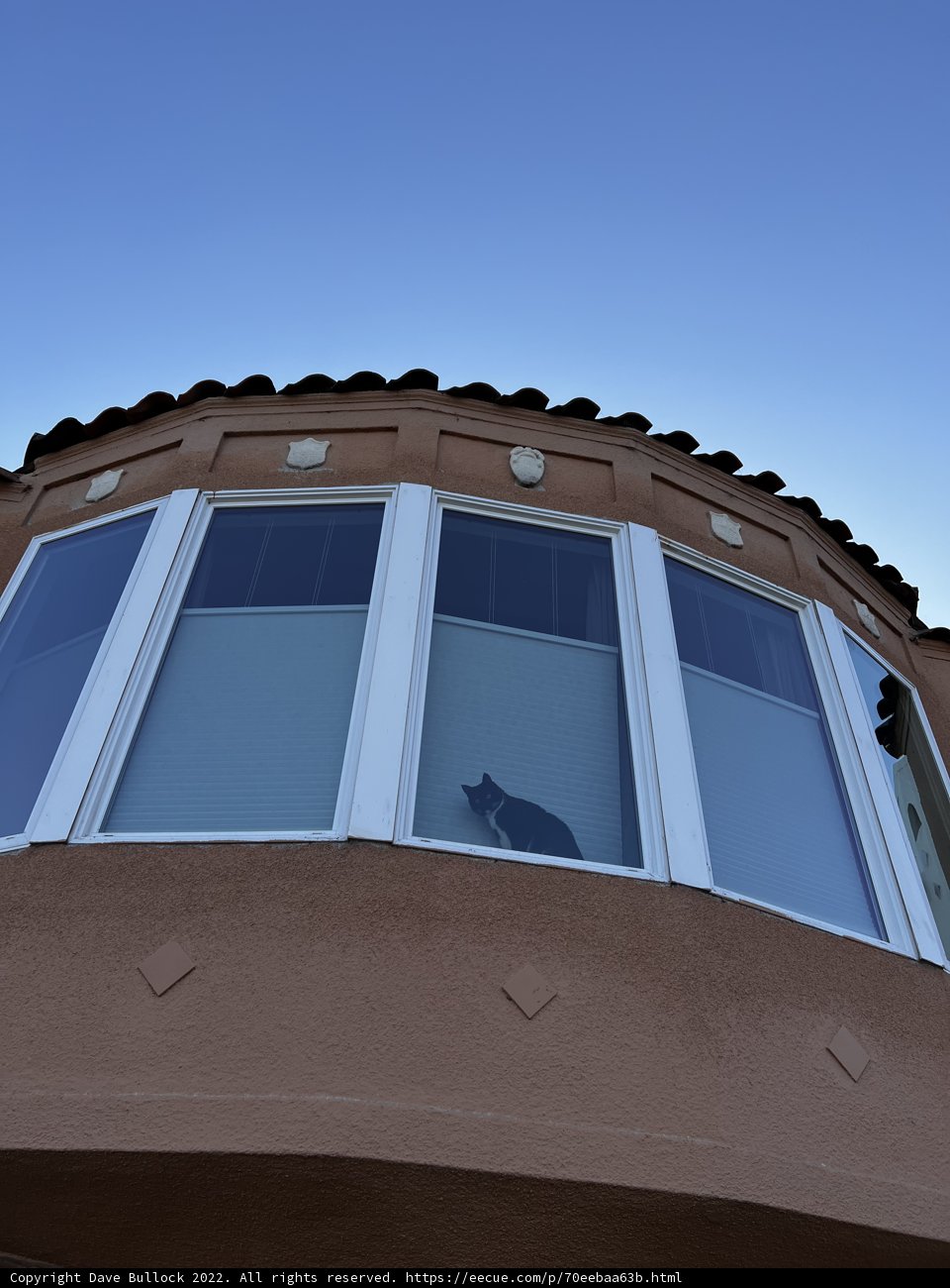 Bay Window Kitty Gazing at the Blue Sky