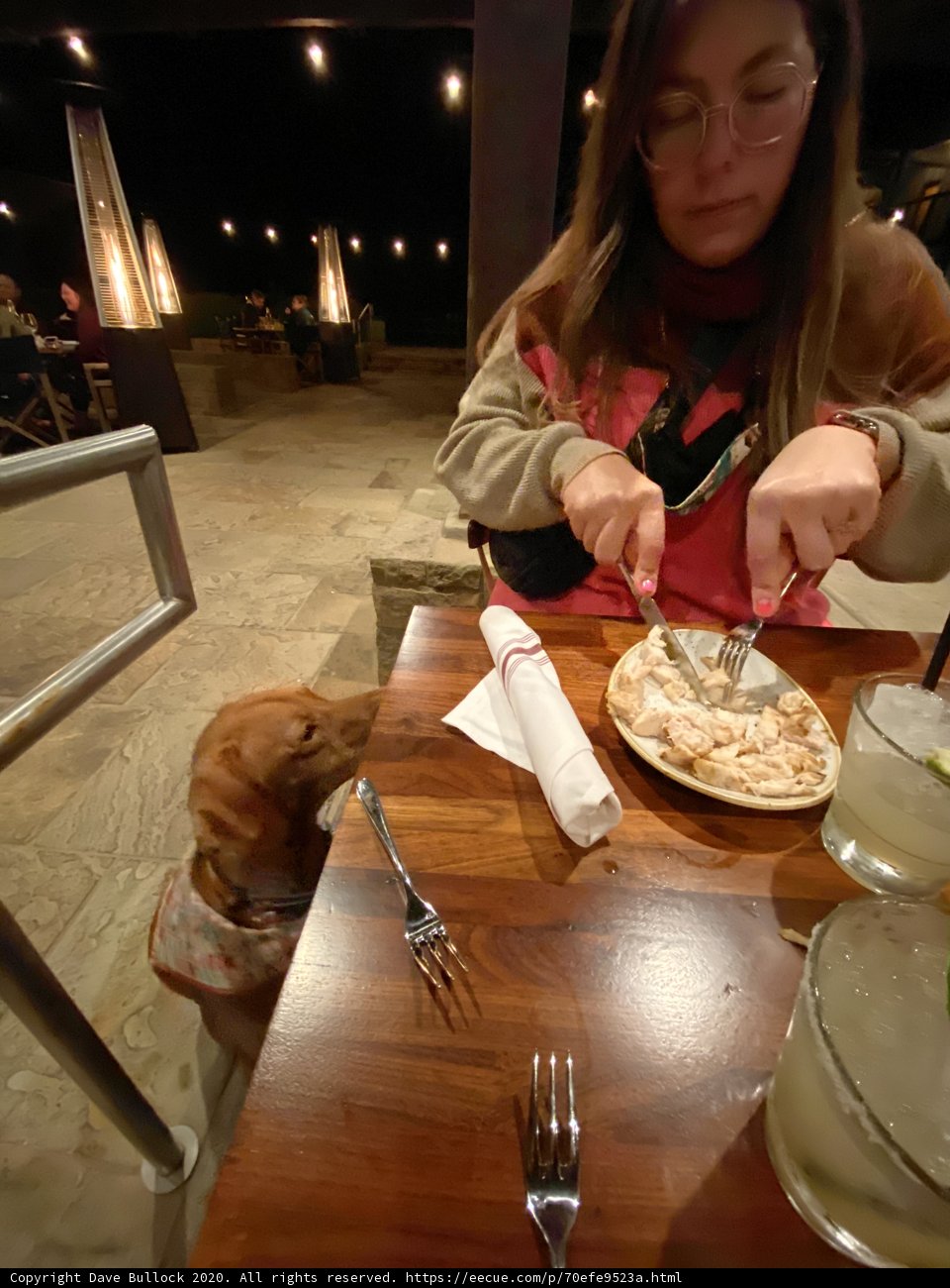 Dinner with My Furry Friend