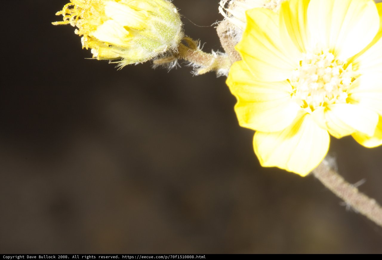 Buzzing on a Geranium
