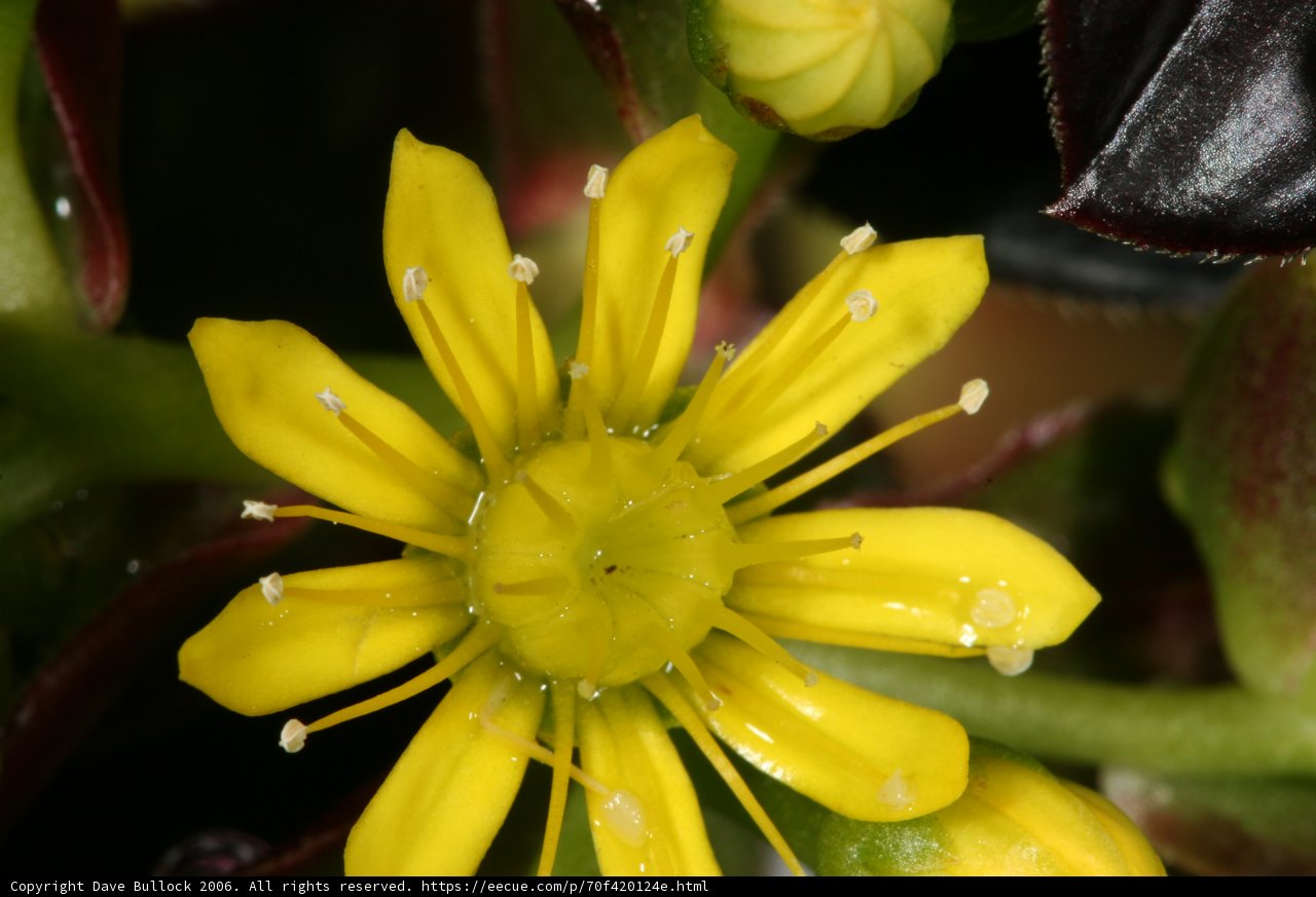 Yellow Geranium with Dew Drops