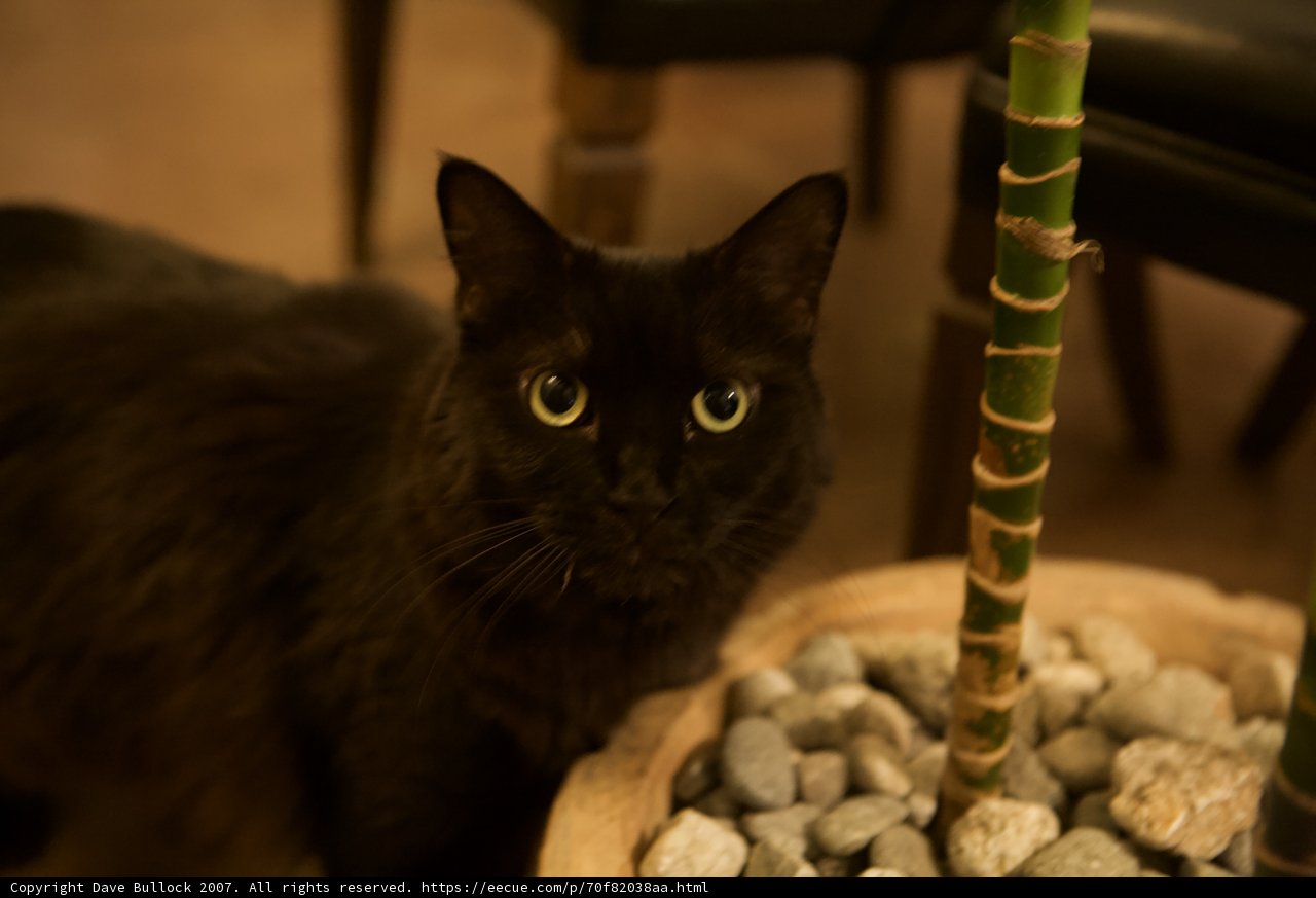Midnight Companion