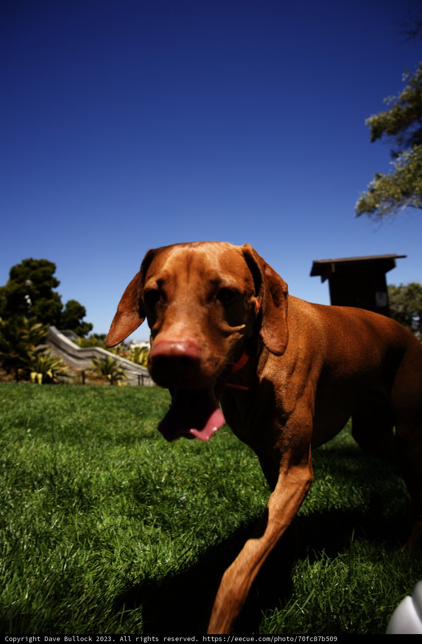 Serene Afternoon at Delores Park - The Joyful Canine