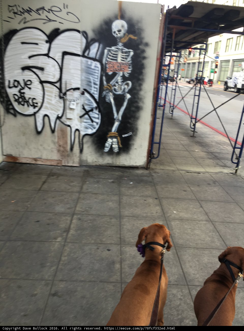 Two Dogs Posing in Front of Graffiti Art