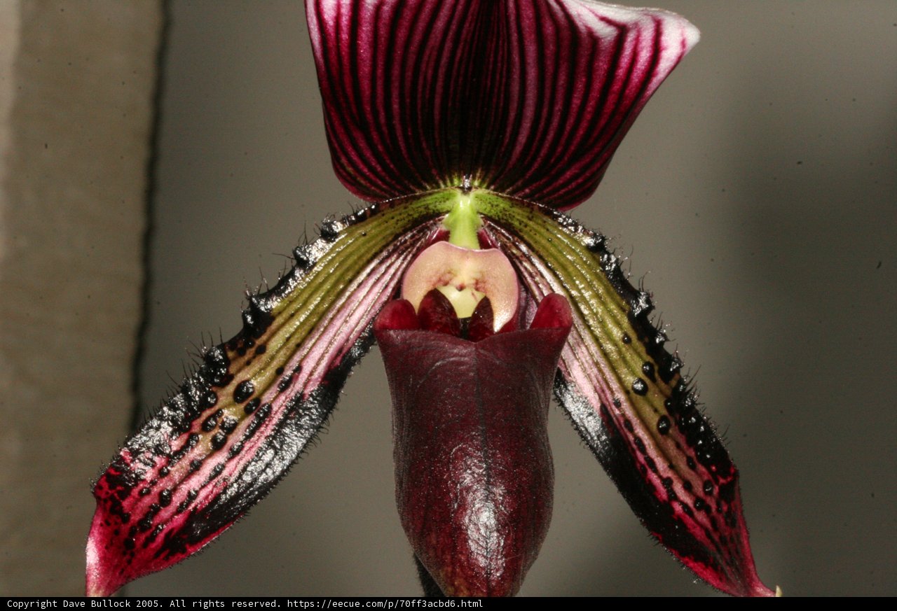 Red and Black Striped Orchid