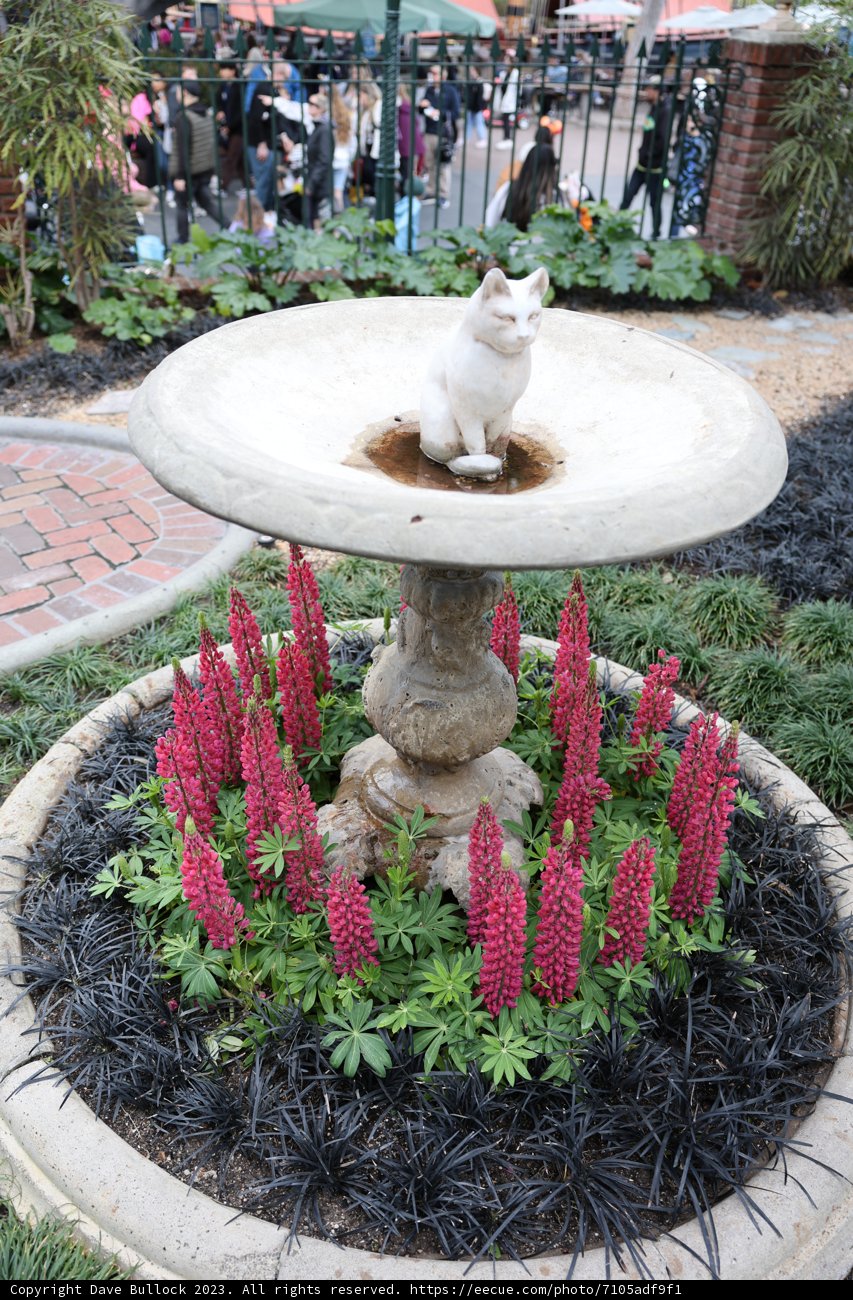 A Feline at the Birdbath