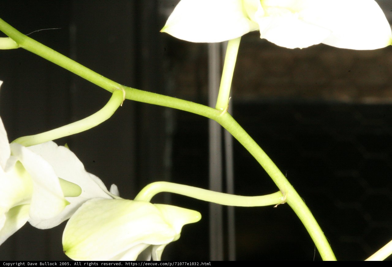 White Orchid Blossom