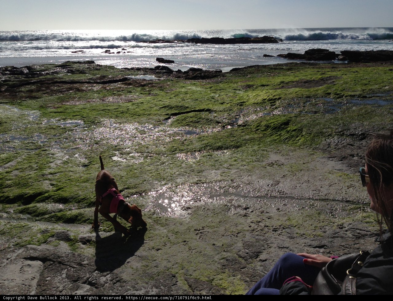 Woman and Dog Enjoying the Wild Scenery at Carmel Beach