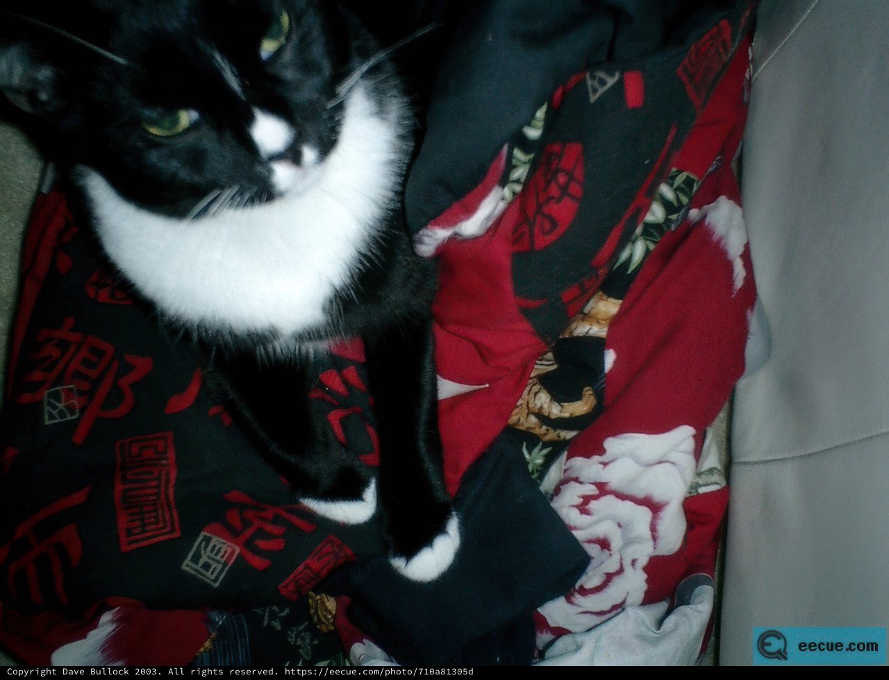 Formal Feline Affair