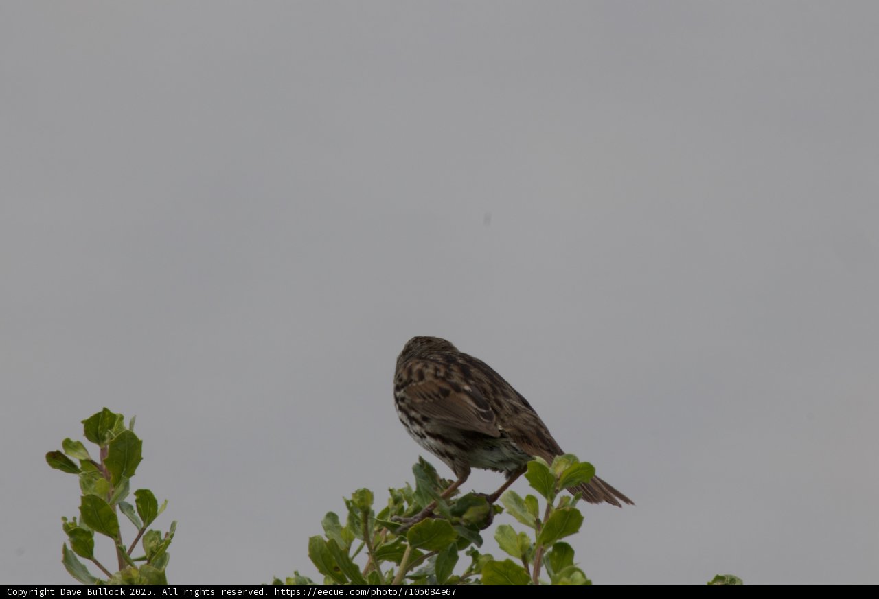 Sparrow's Rest