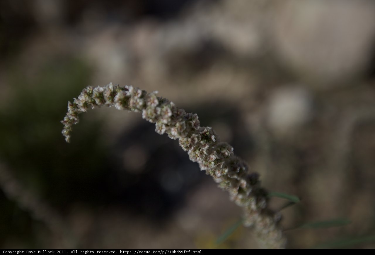 Small but Mighty Amaranthaceae